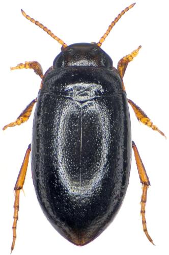 Hydroporus longulus